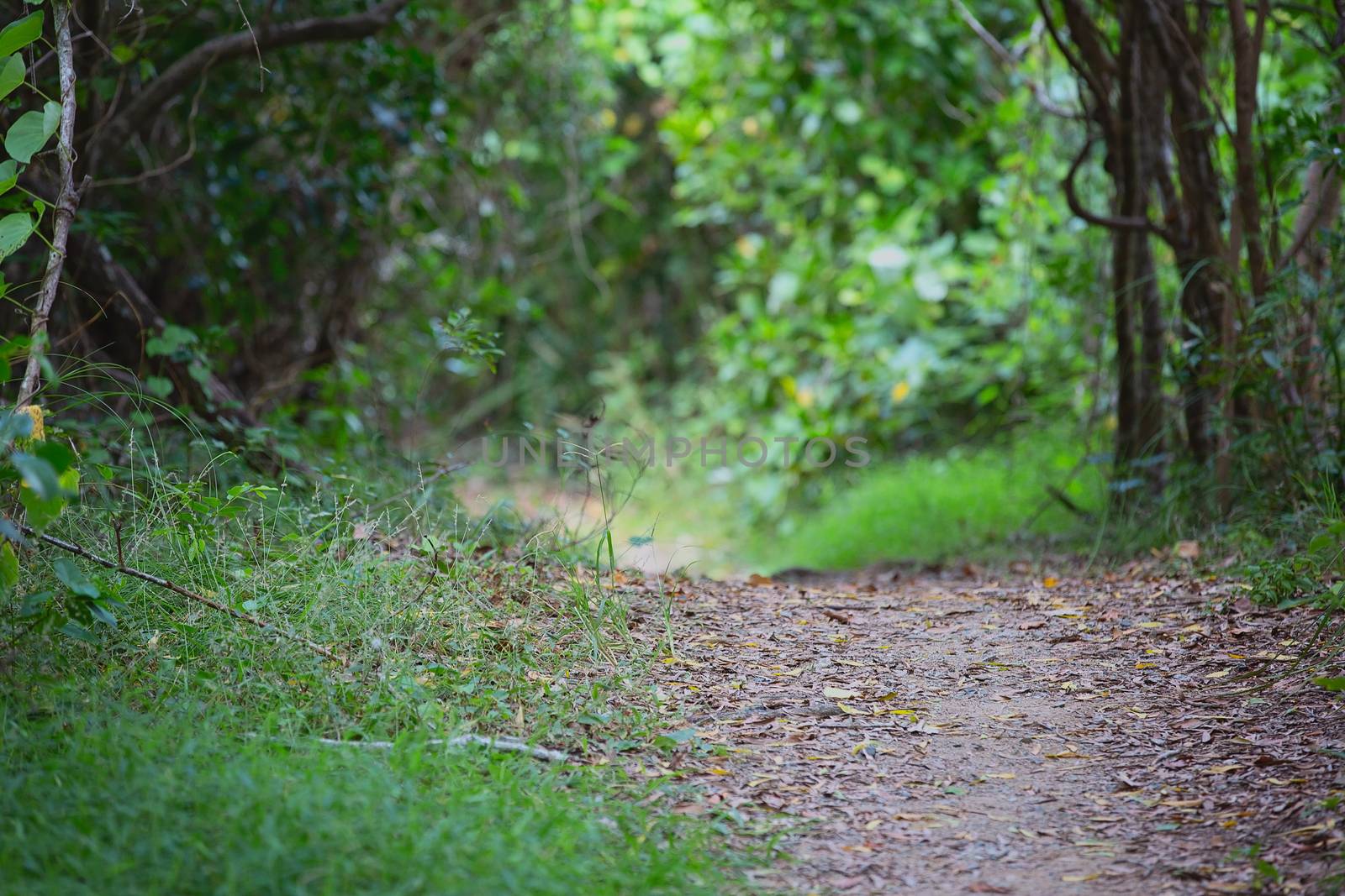 Walking Track Through Bushland by 	JacksonStock