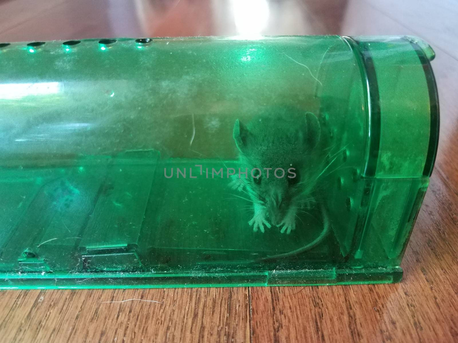 mouse animal caught in humane green plastic mousetrap in home