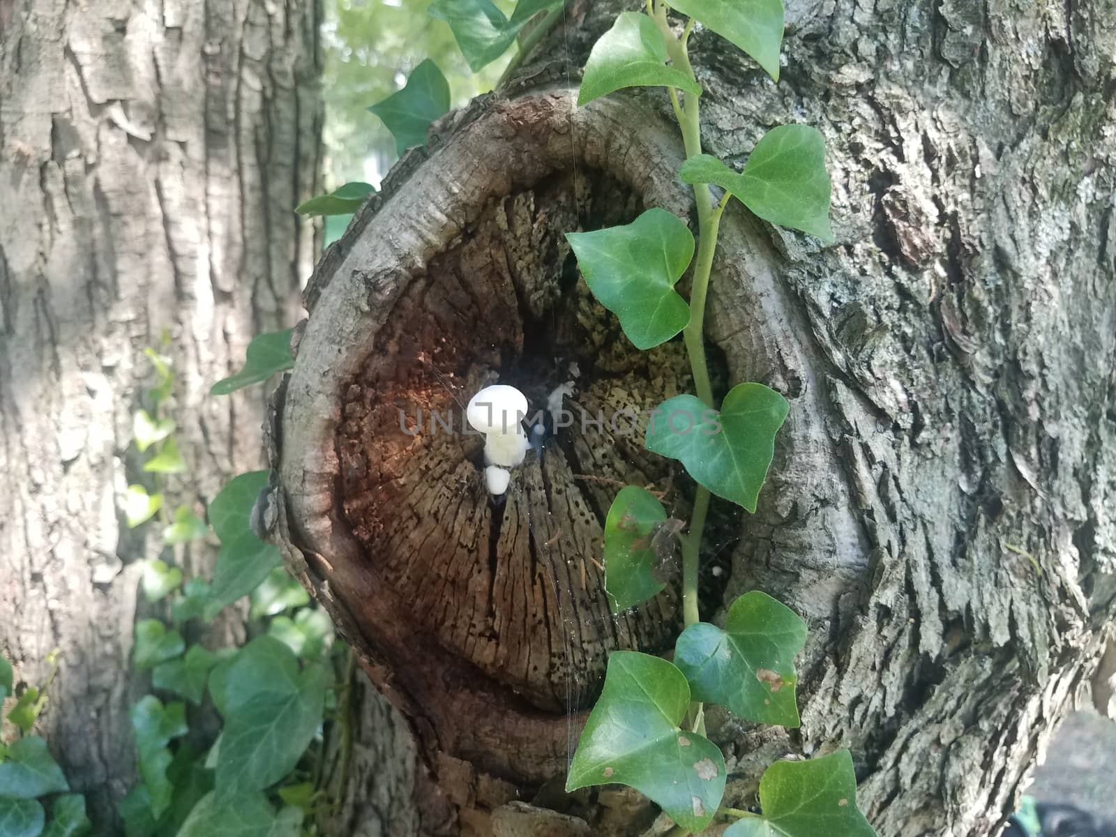 white mushroom growing in tree with green vine by stockphotofan1