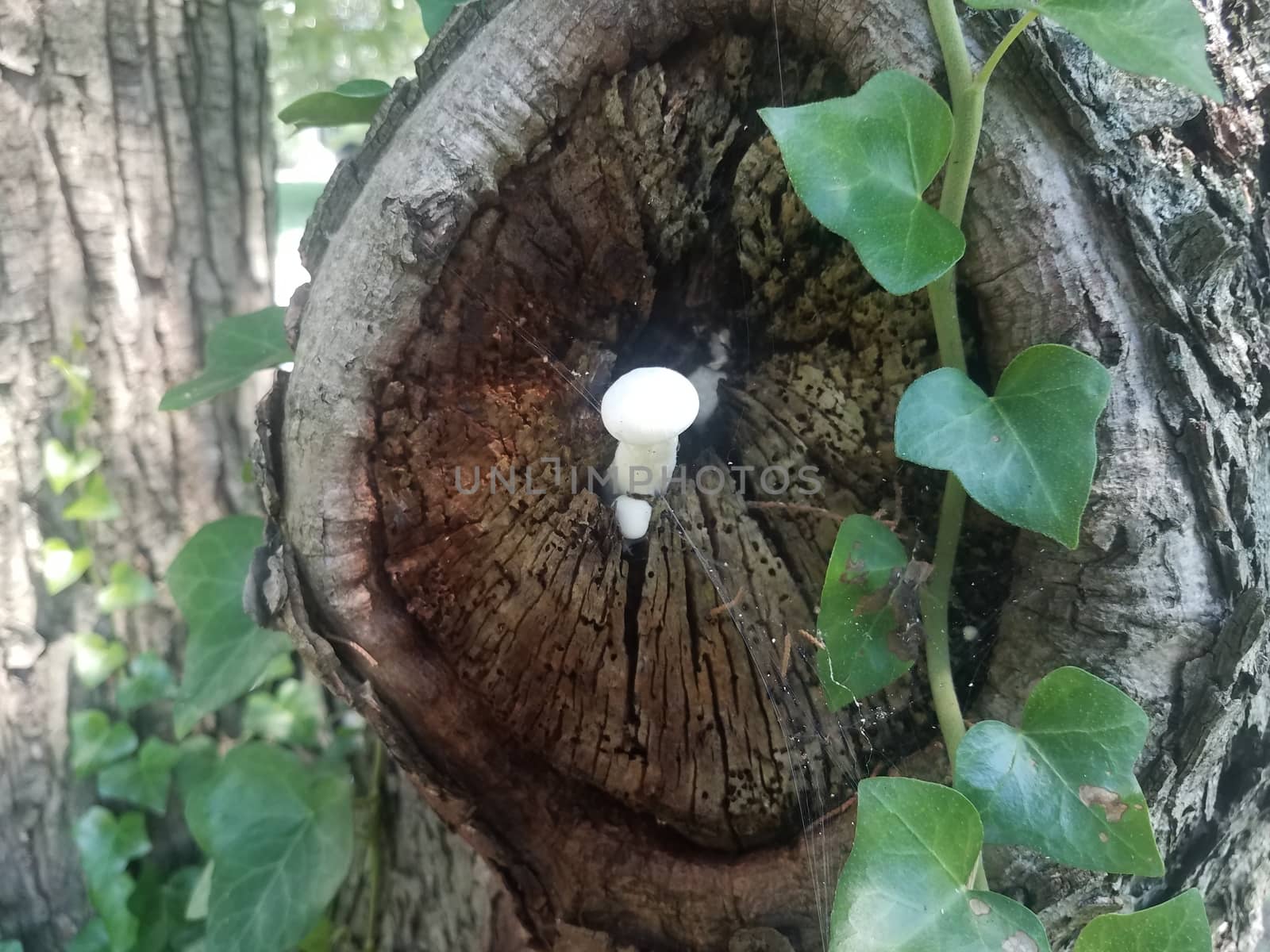 white mushroom growing in tree with green vine by stockphotofan1