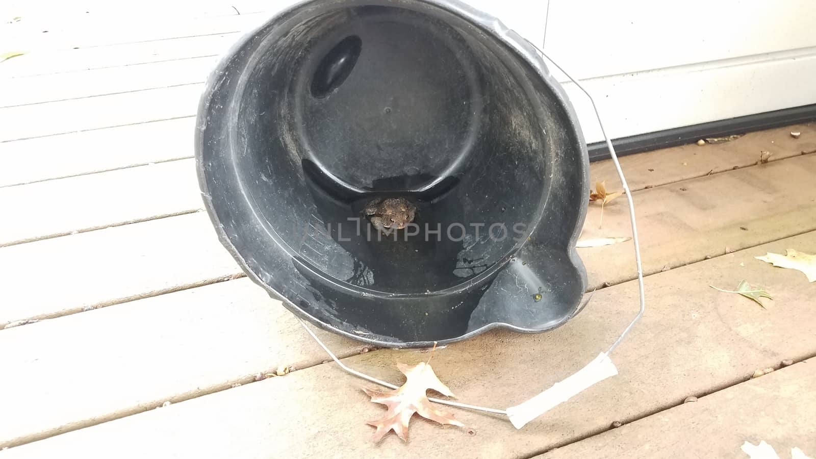 brown frog or toad amphibian in black plastic bucket with water