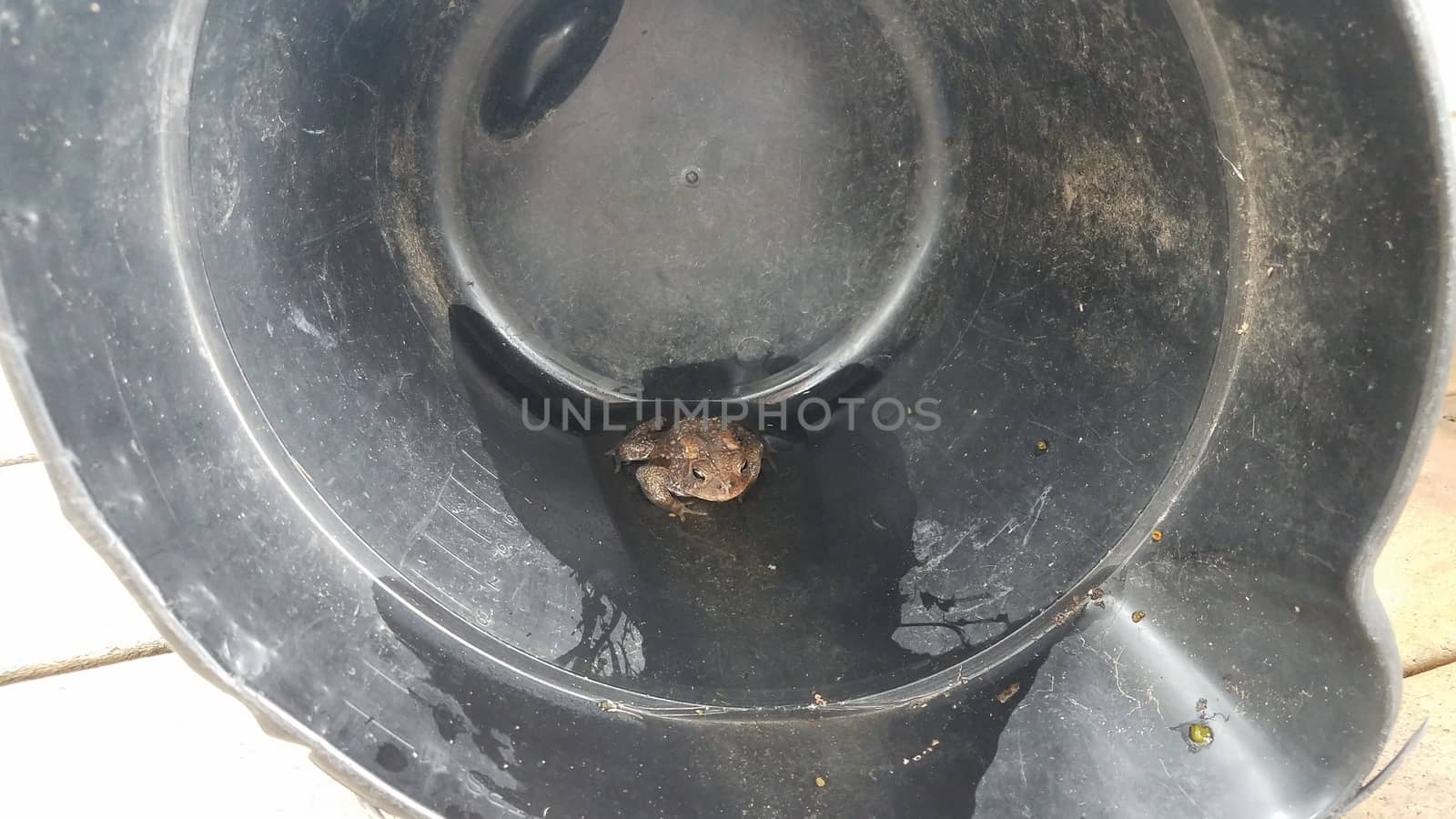brown frog or toad amphibian in black plastic bucket with water