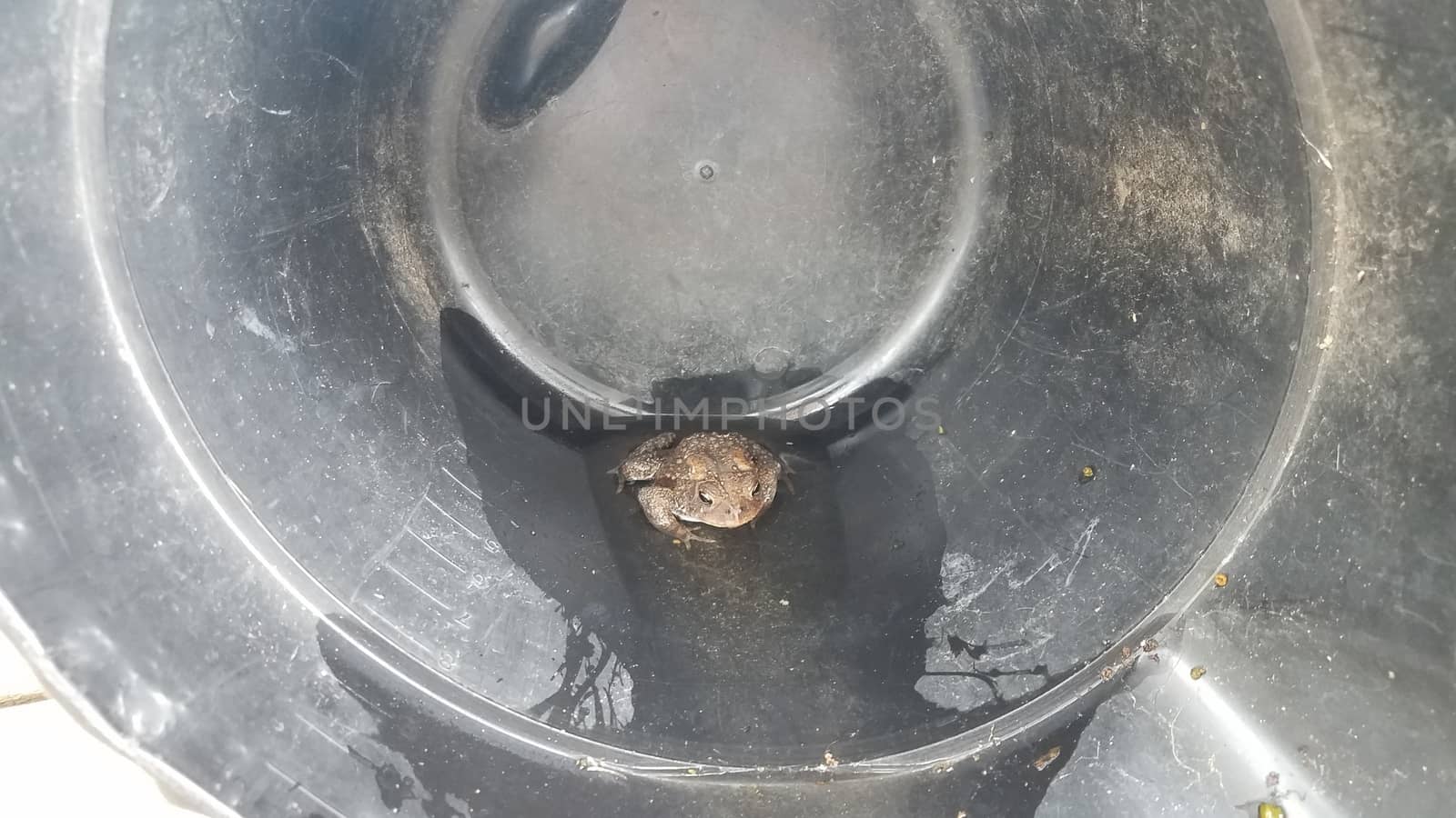 brown frog or toad in black plastic bucket with water by stockphotofan1