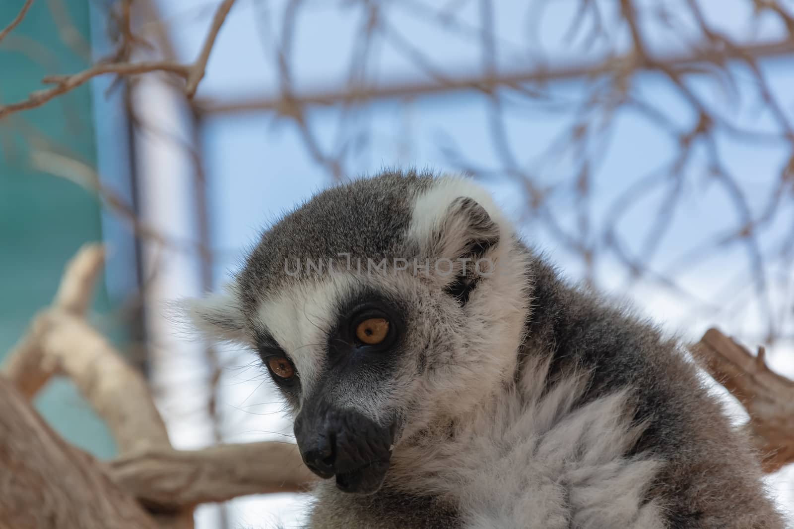 Animals. Lemur close - up on a blurry background. Stock photo