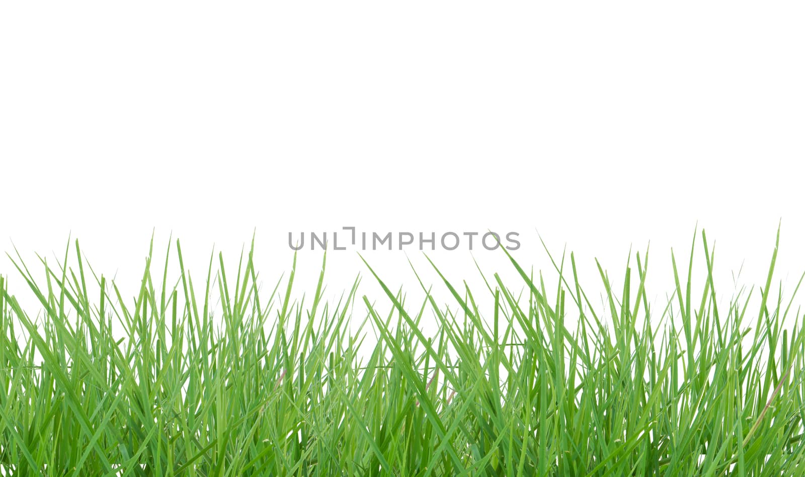 Green grass isolated on white background,This has clipping path.