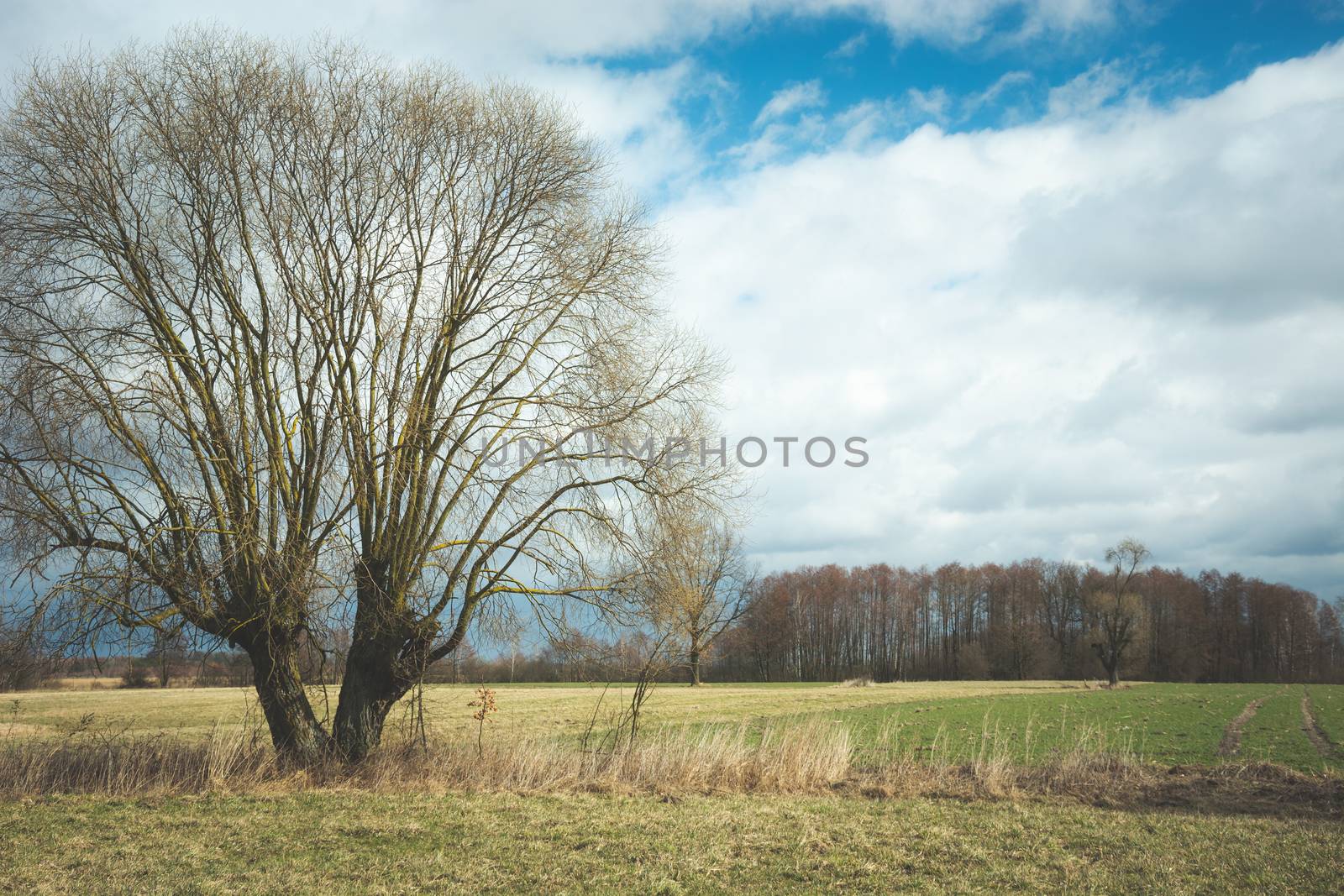 Large willow without leaves in the meadow, spring view