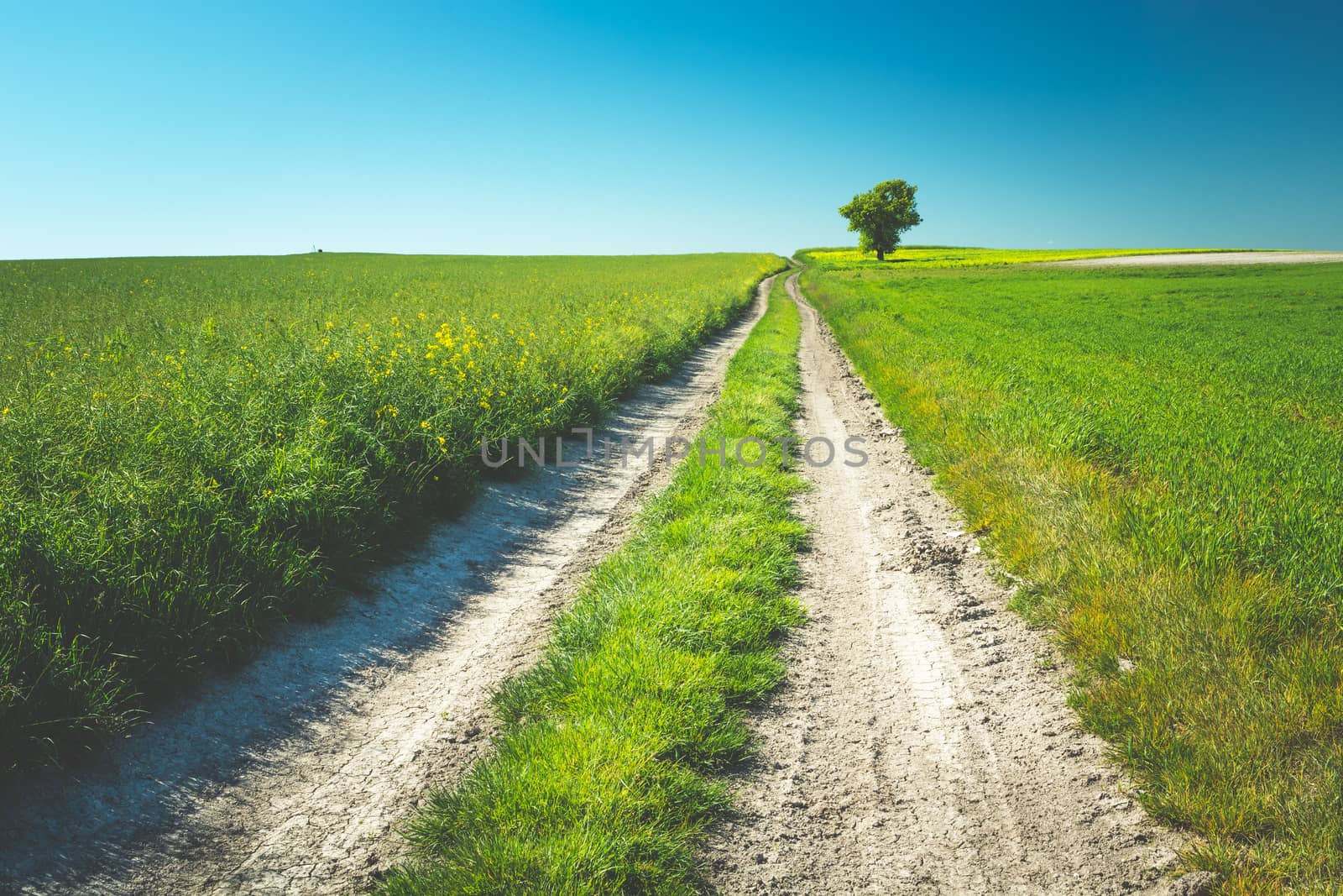 Long dirt road through green fields, tree and blue sky, summer view