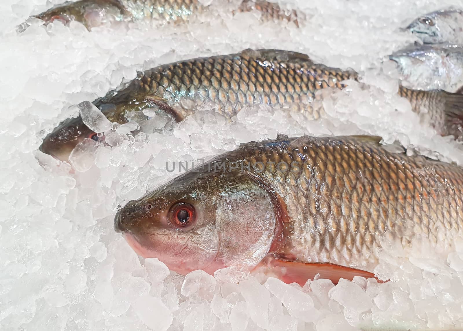 Fresh fish in ice tray the supermarket by sompongtom