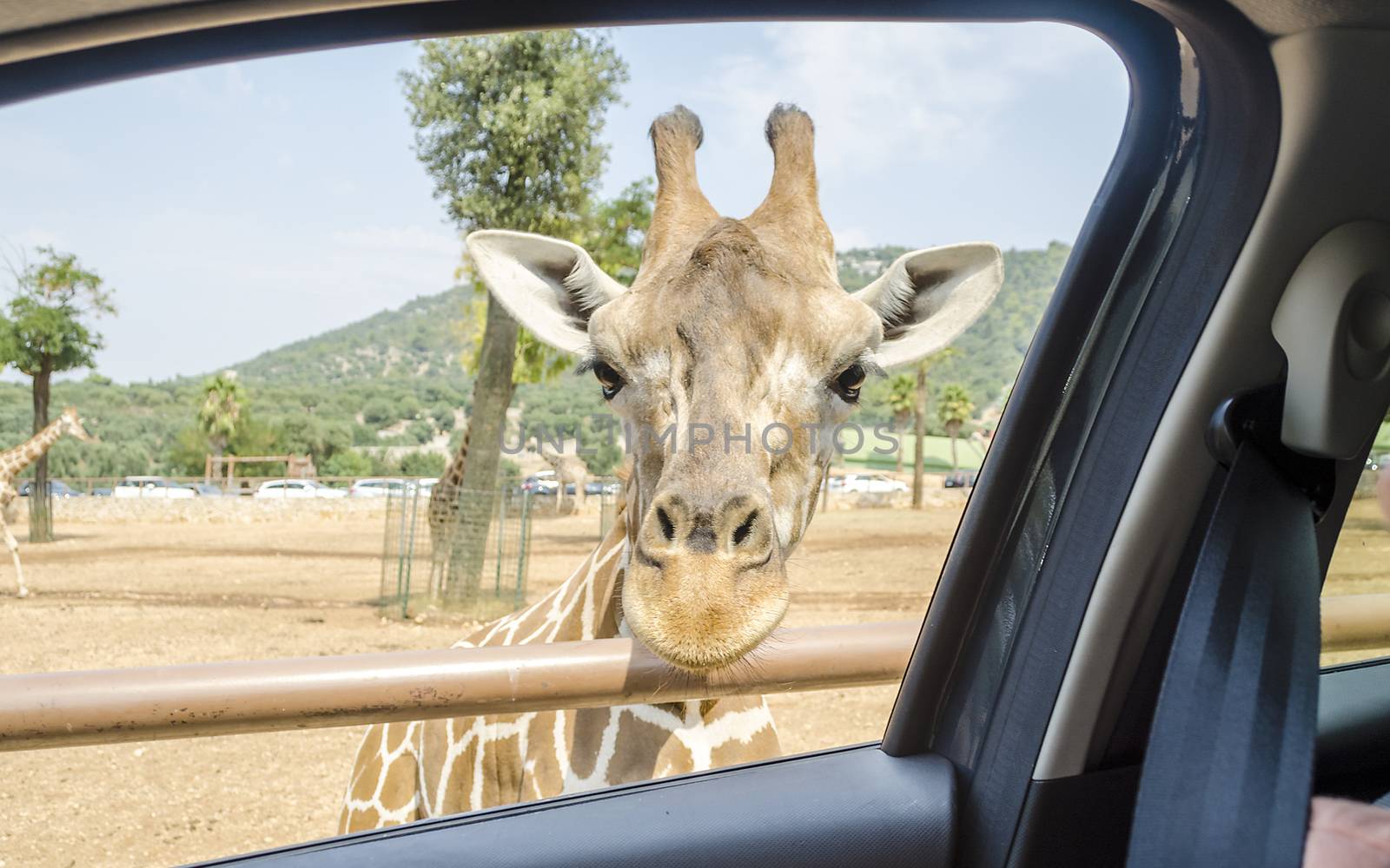 Hungry giraffe waiting for food through a car window by marcorubino