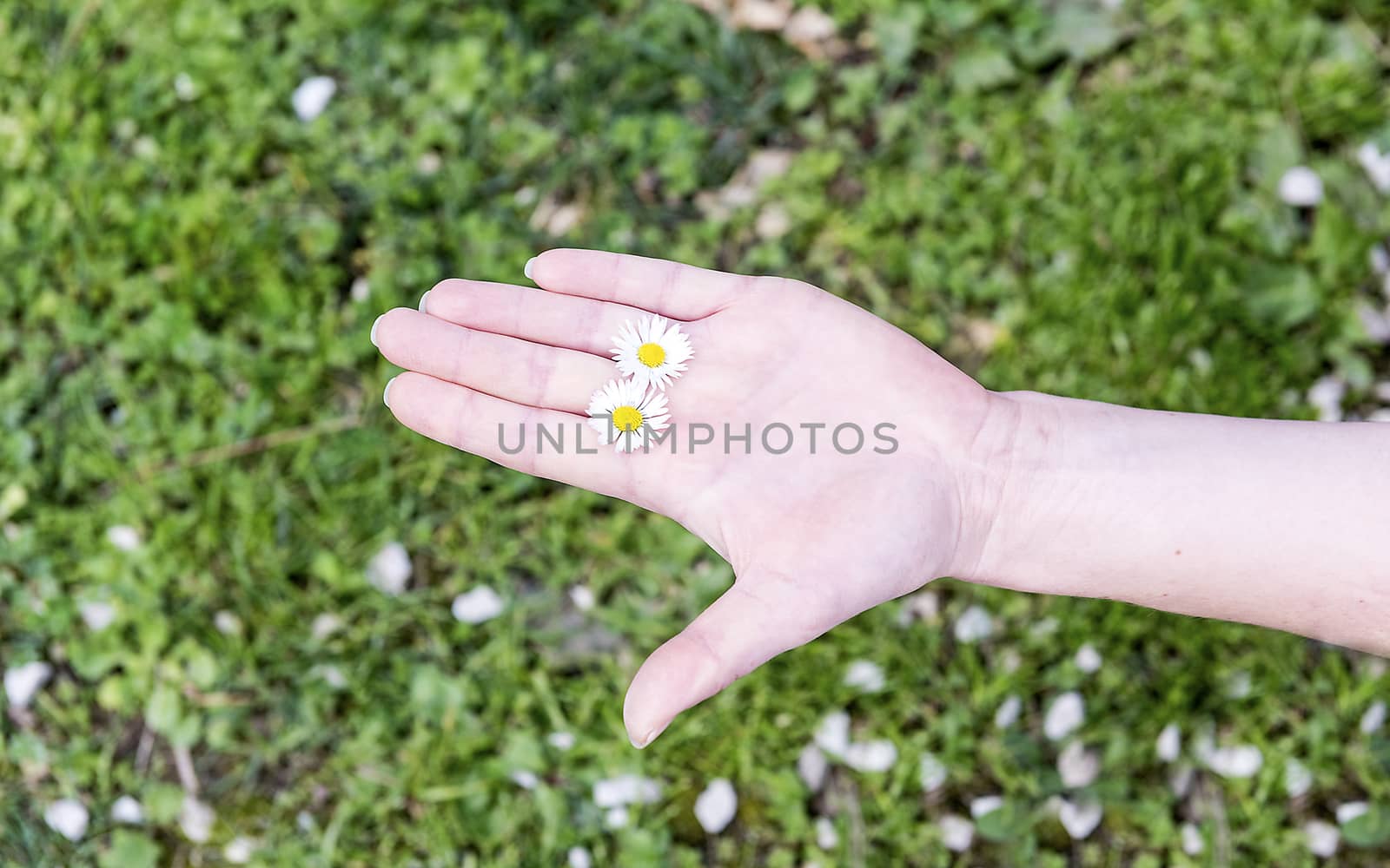 A female hand holding 2 daisies among fingers on a grass background