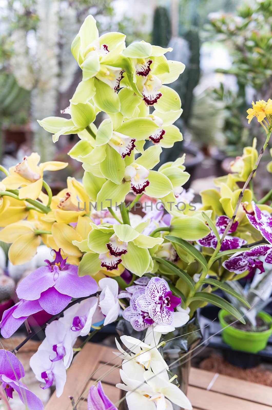 Beautiful colorful mix of phalaenopsis orchids by marcorubino