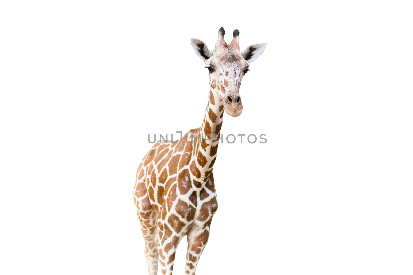 Giraffe on white background