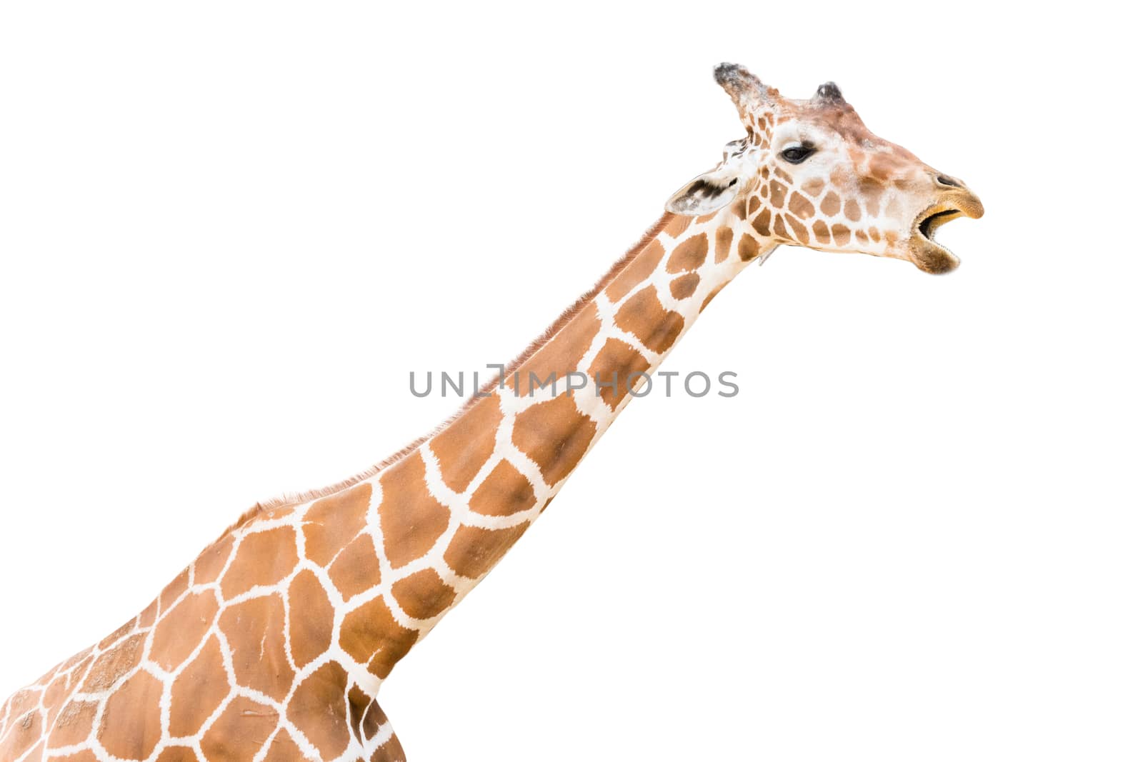 Giraffe is open mouth on white background