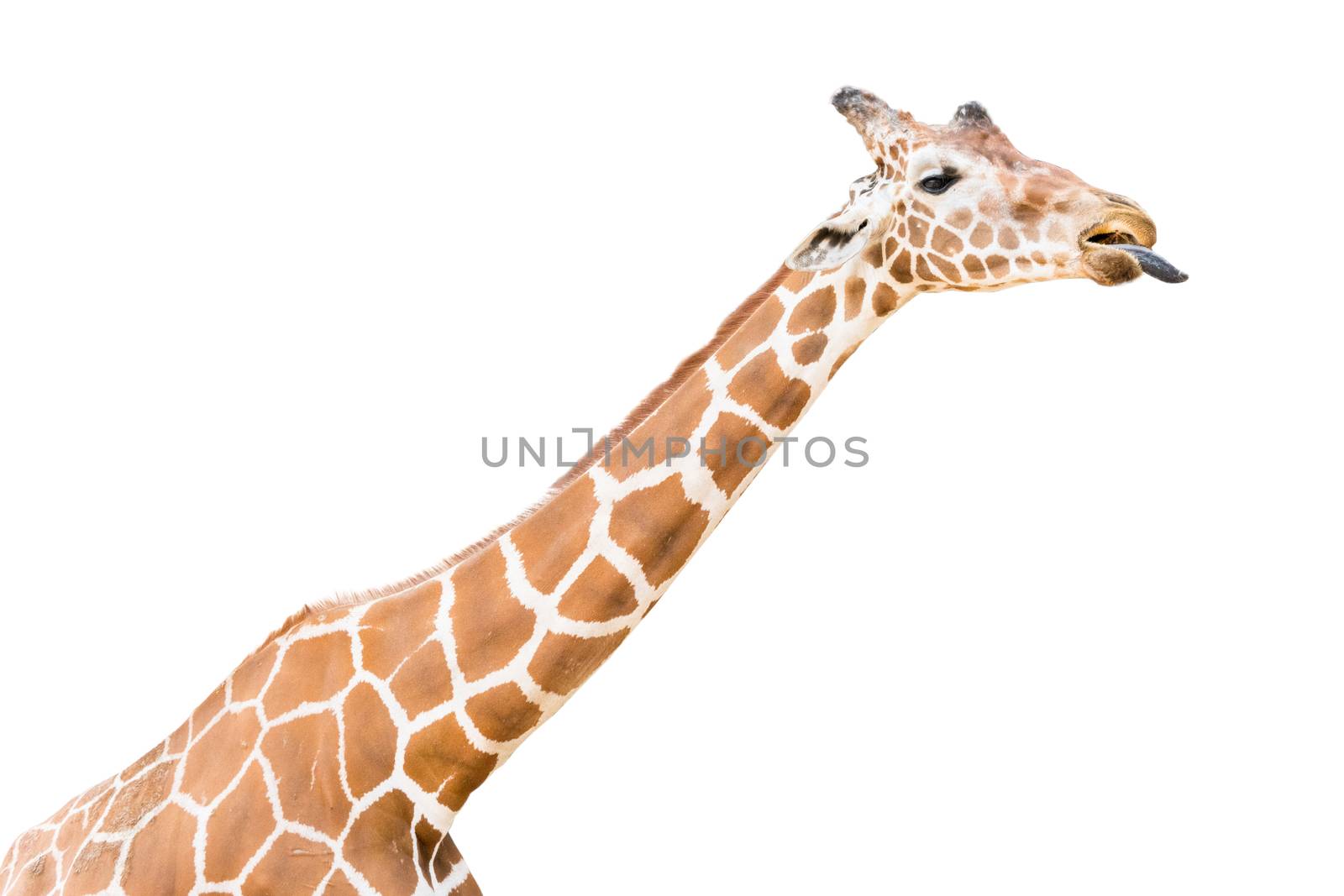 Giraffes are tongue out on a white background