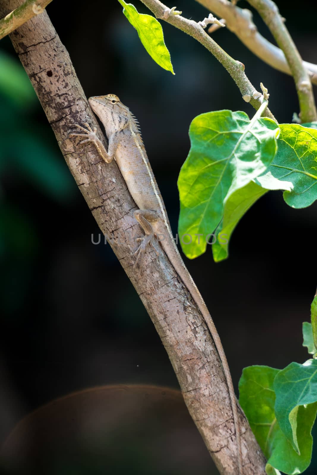 Oriental garden lizard by somesense