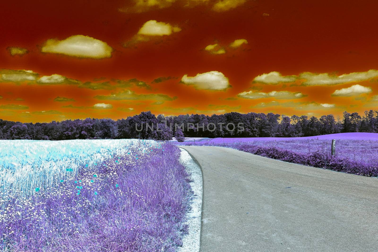 Beautiful purple infrared landscape with a magical look in high resolution