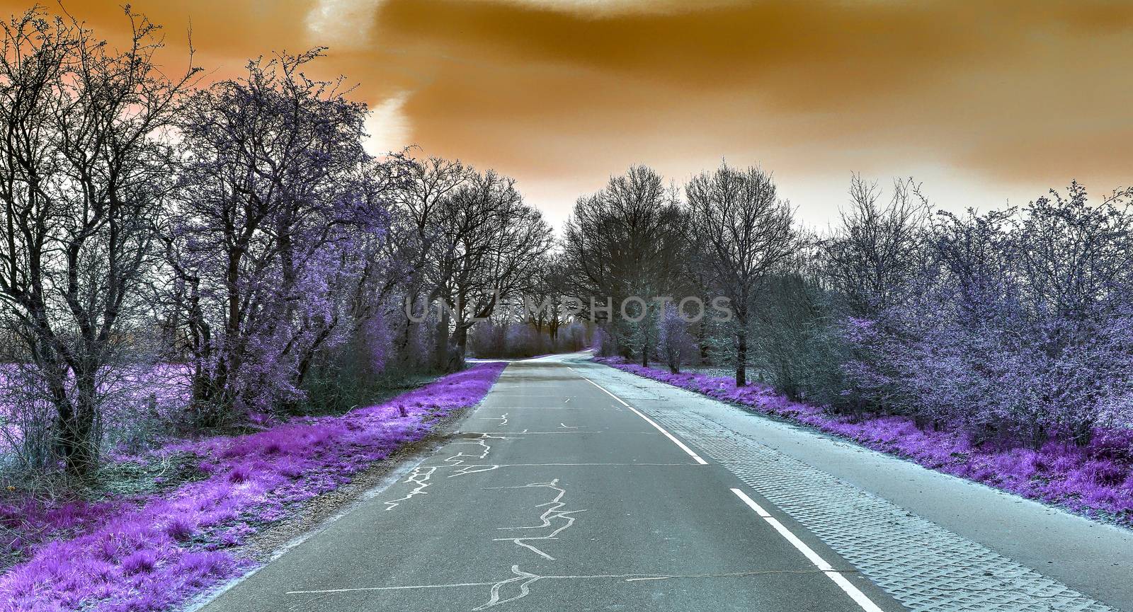 Beautiful purple infrared landscape in high resolution by MP_foto71