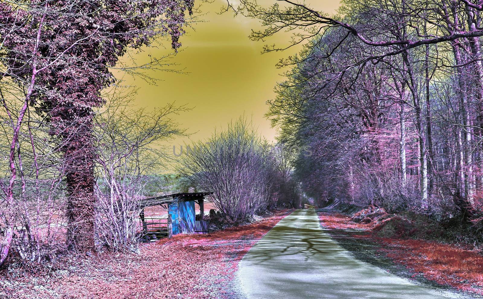 Beautiful purple infrared landscape with a magical look in high resolution