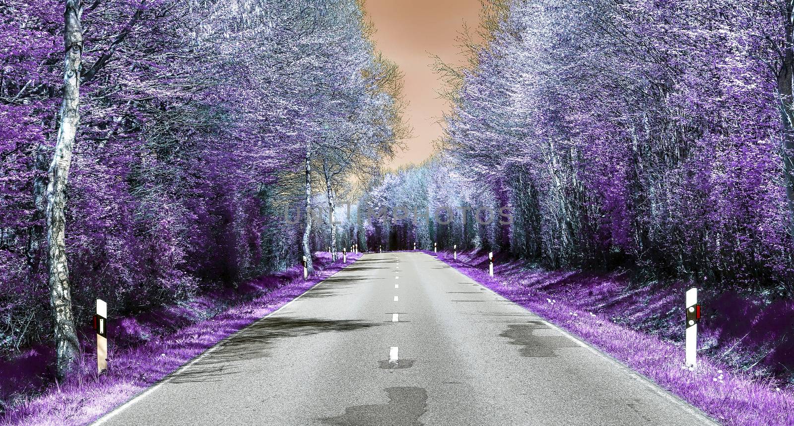 Beautiful purple infrared landscape with a magical look in high resolution