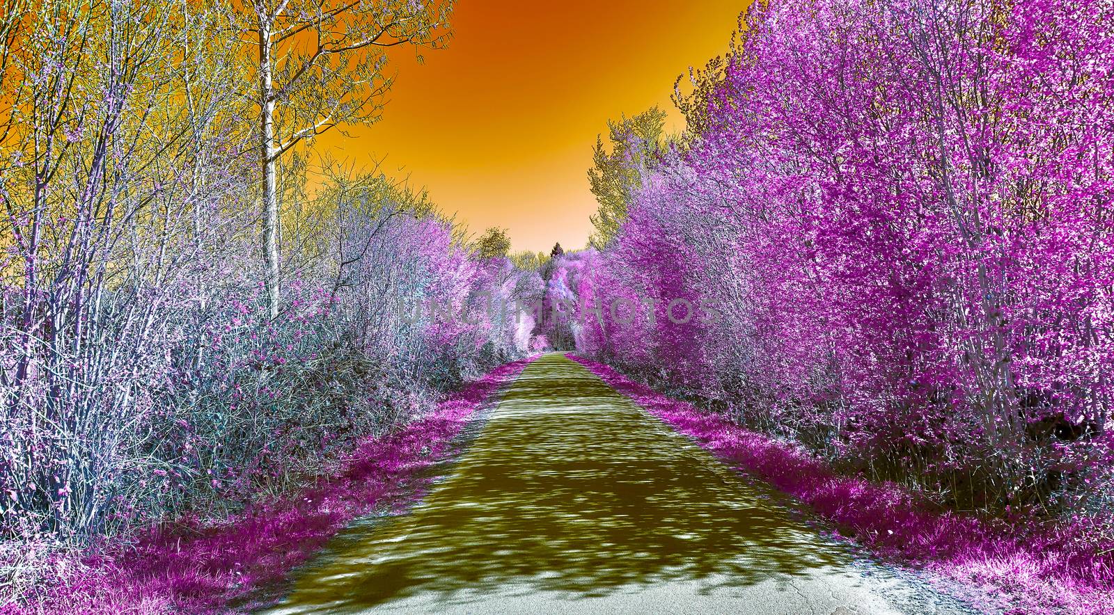 Beautiful purple infrared landscape with a magical look in high resolution