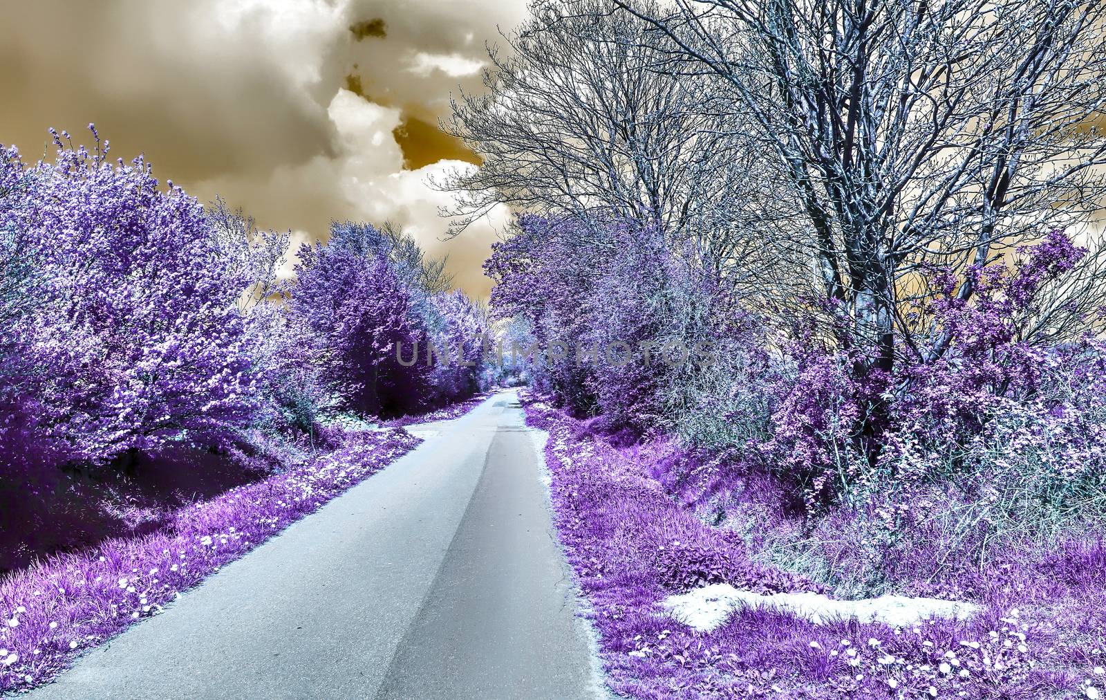 Beautiful purple infrared landscape with a magical look in high resolution