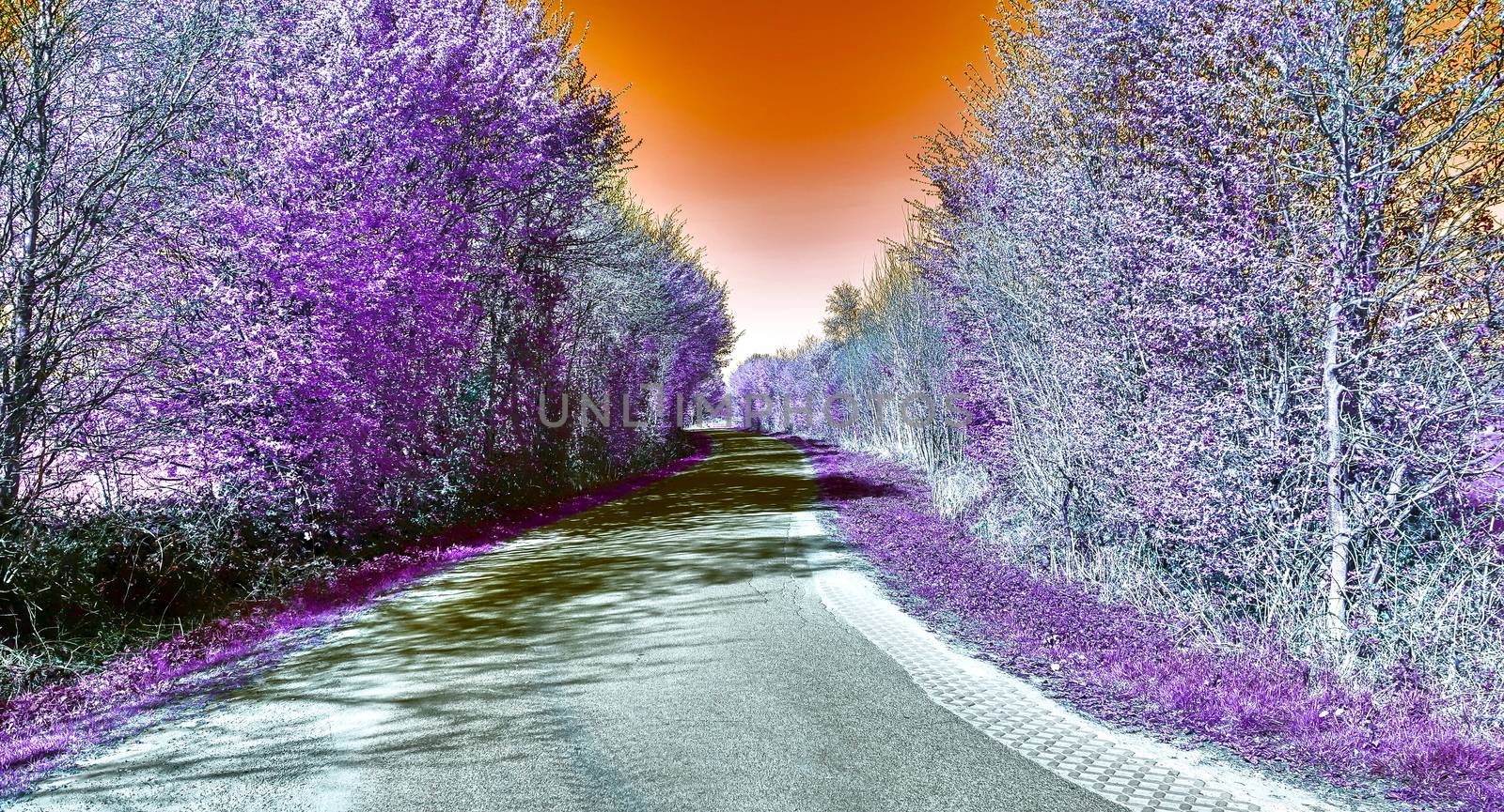 Beautiful purple infrared landscape with a magical look in high resolution