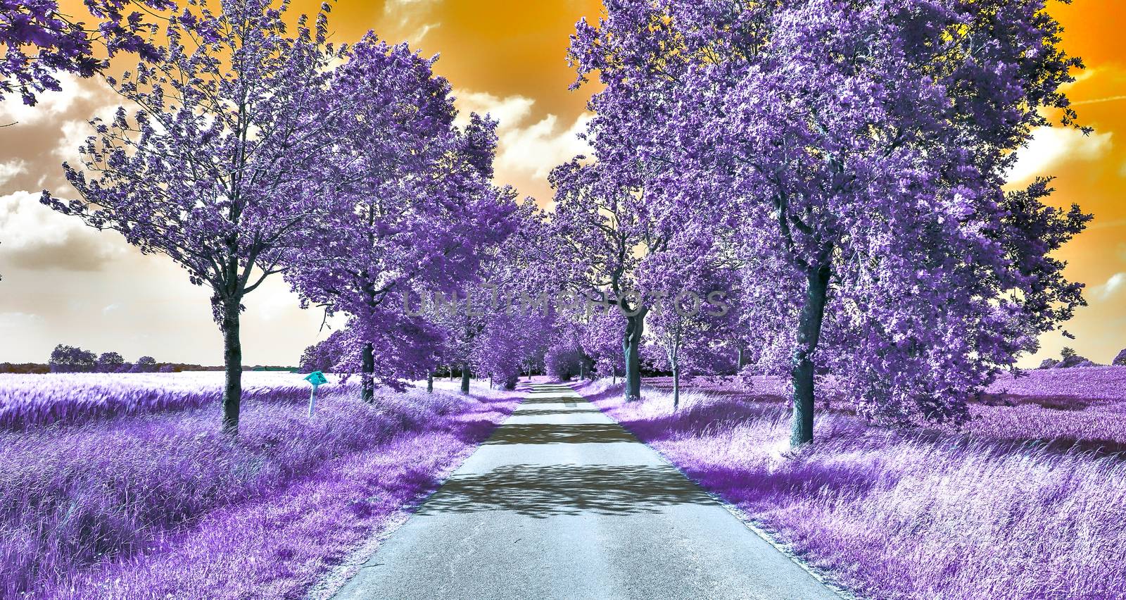 Beautiful purple infrared landscape with a magical look in high resolution