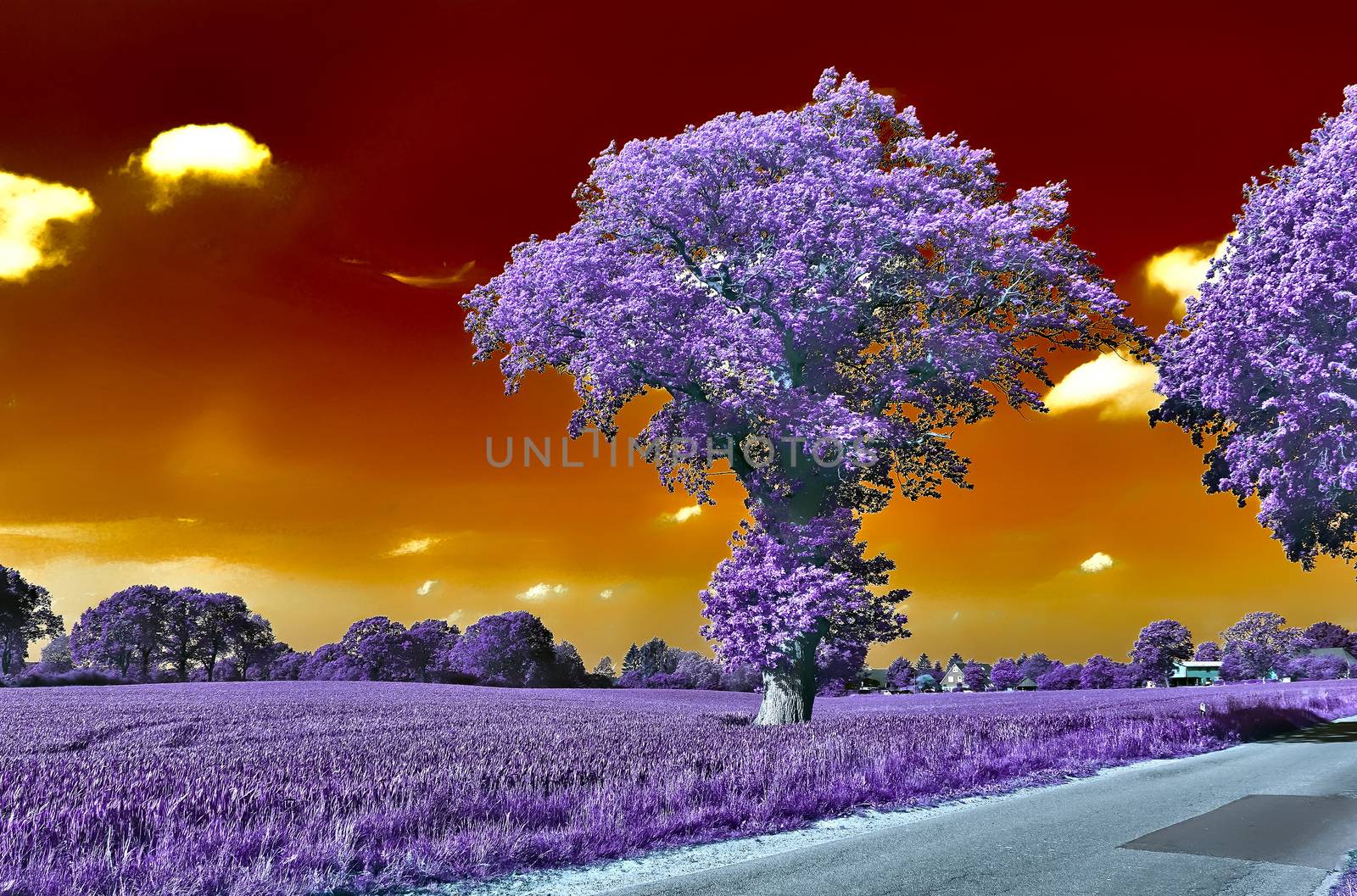 Beautiful purple infrared landscape with a magical look in high resolution