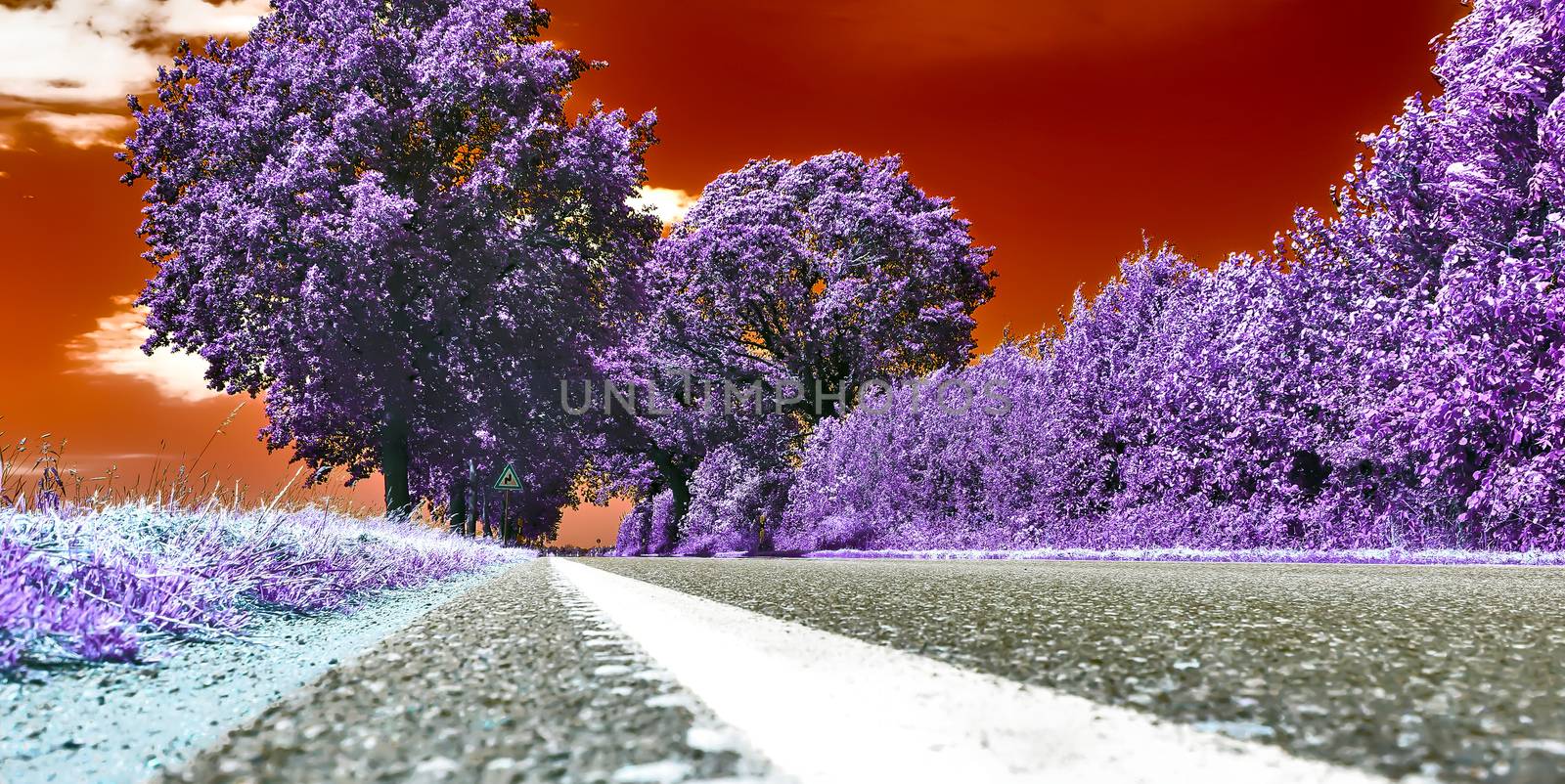 Beautiful purple infrared landscape with a magical look in high resolution