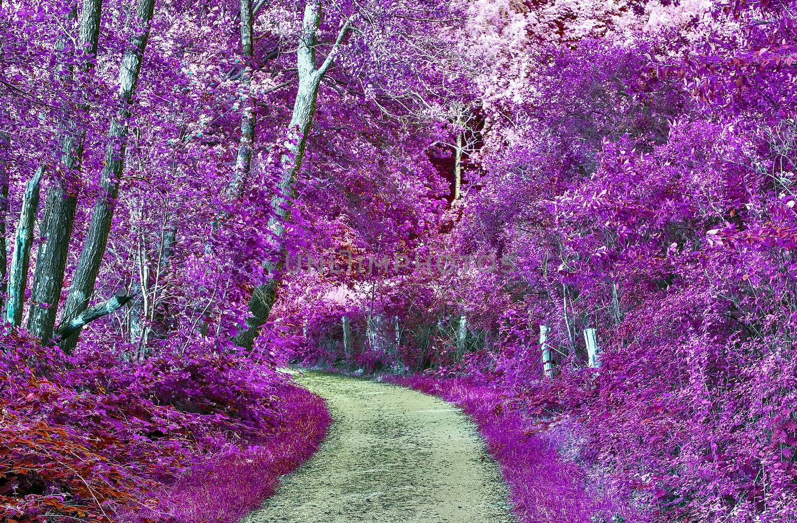 Beautiful purple infrared landscape with a magical look in high resolution