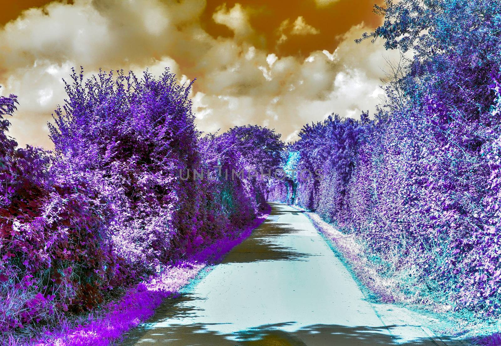 Beautiful purple infrared landscape in high resolution by MP_foto71