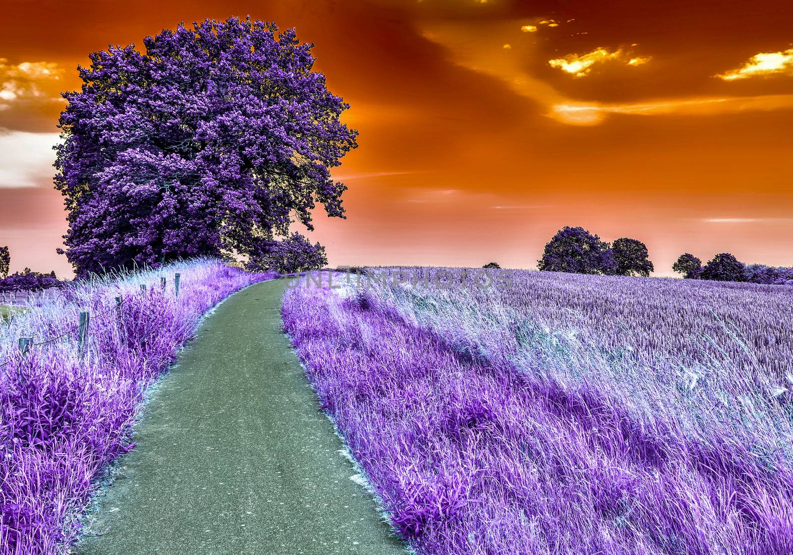 Beautiful purple infrared landscape with a magical look in high resolution