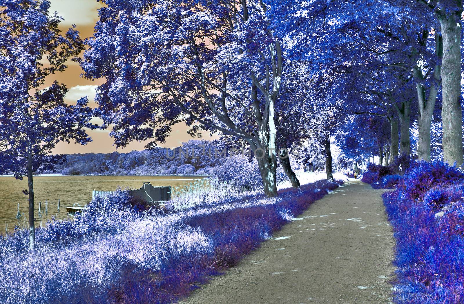 Beautiful purple infrared landscape with a magical look in high resolution