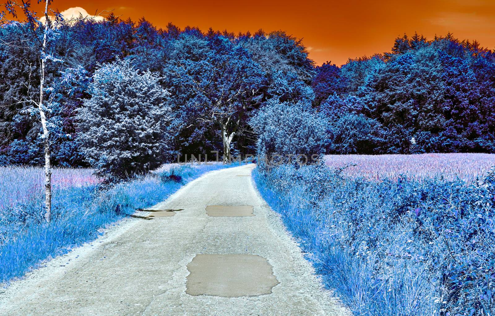 Beautiful purple infrared landscape with a magical look in high resolution