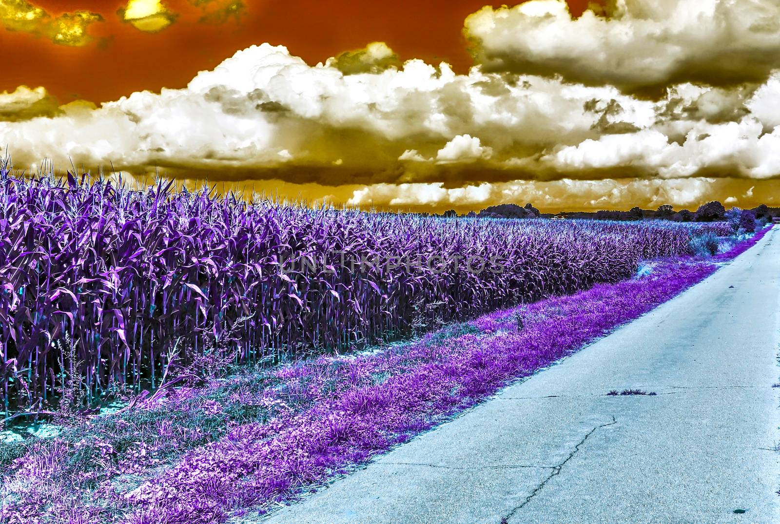 Beautiful purple infrared landscape with a magical look in high resolution