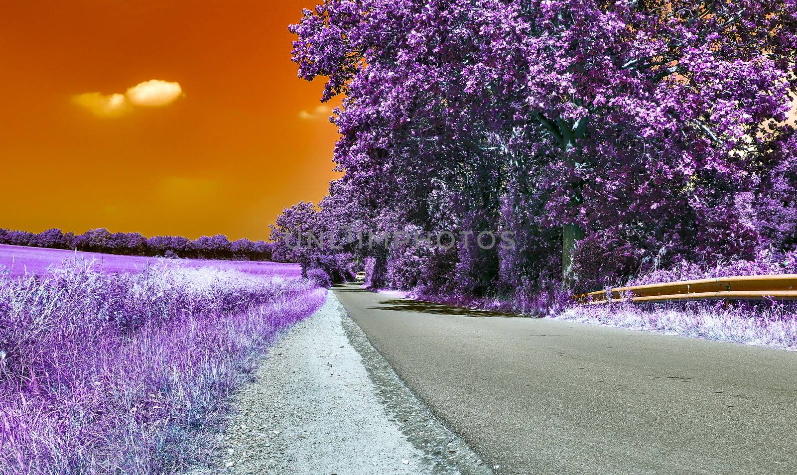 Beautiful purple infrared landscape with a magical look in high resolution