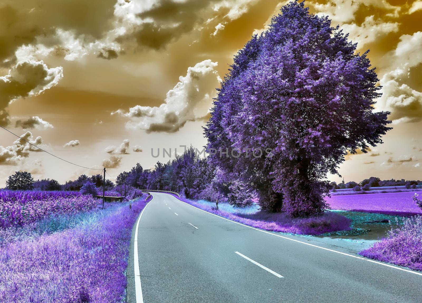 Beautiful purple infrared landscape with a magical look in high resolution