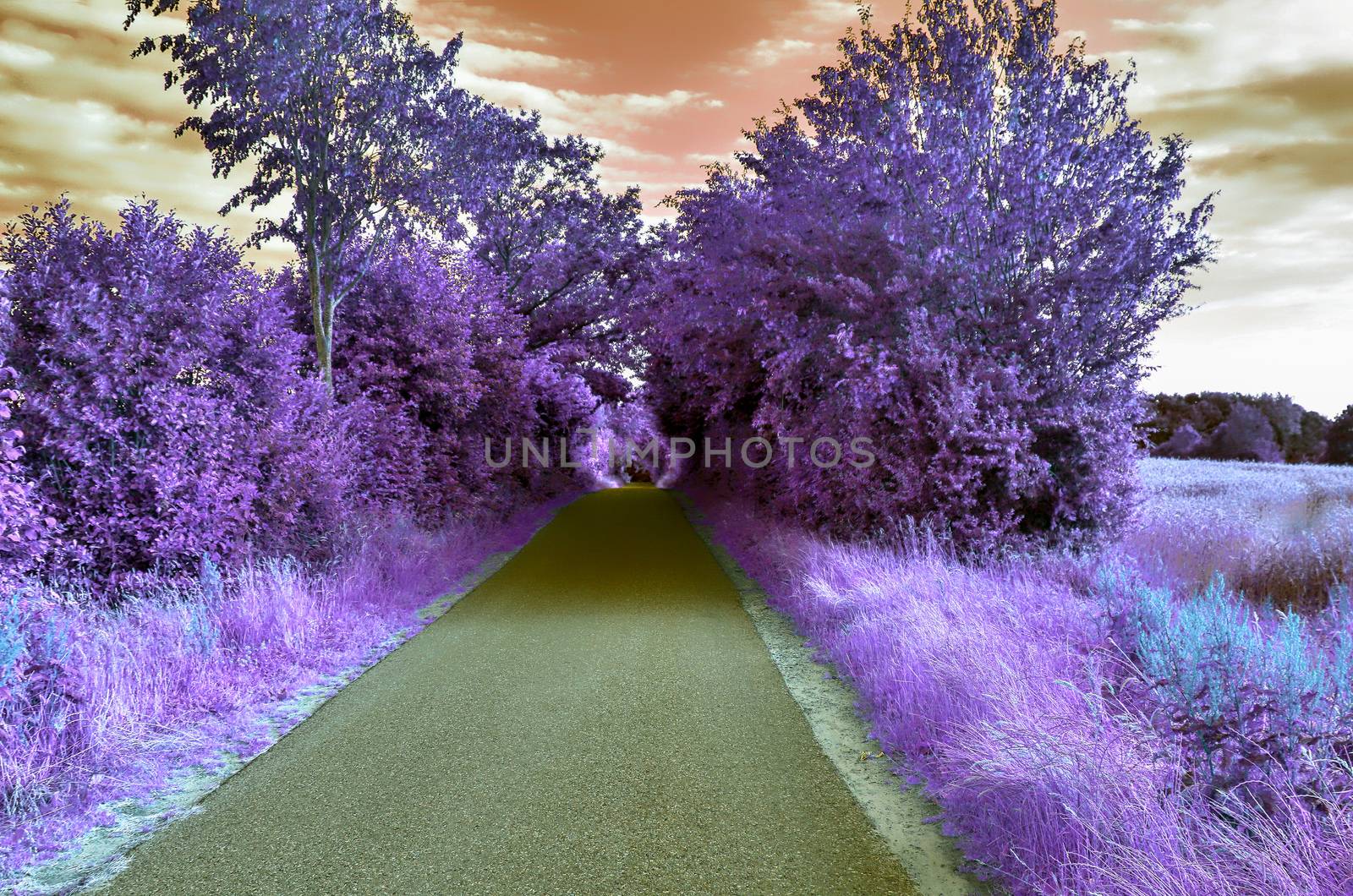 Beautiful purple infrared landscape in high resolution by MP_foto71