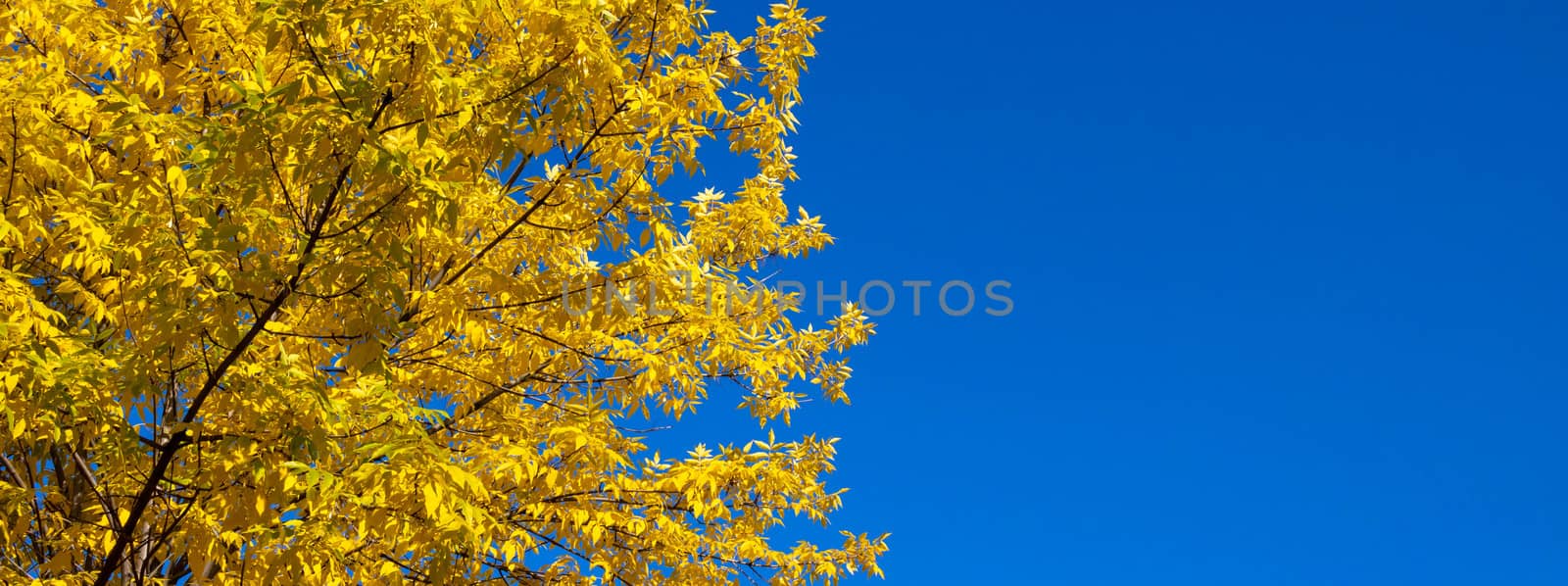 Autumn nature background. Panorama of yellow autumn leaves of ash against a blue sky by lapushka62