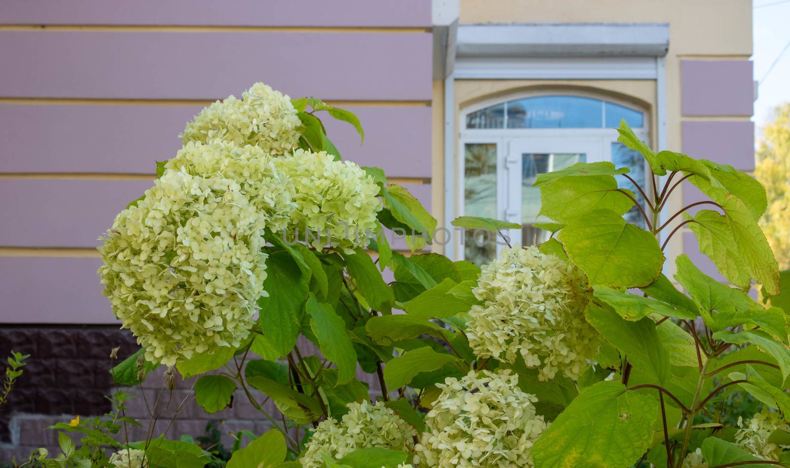 Hydrangea paniculata blooms in the garden. Beautiful green hydrangea blooms