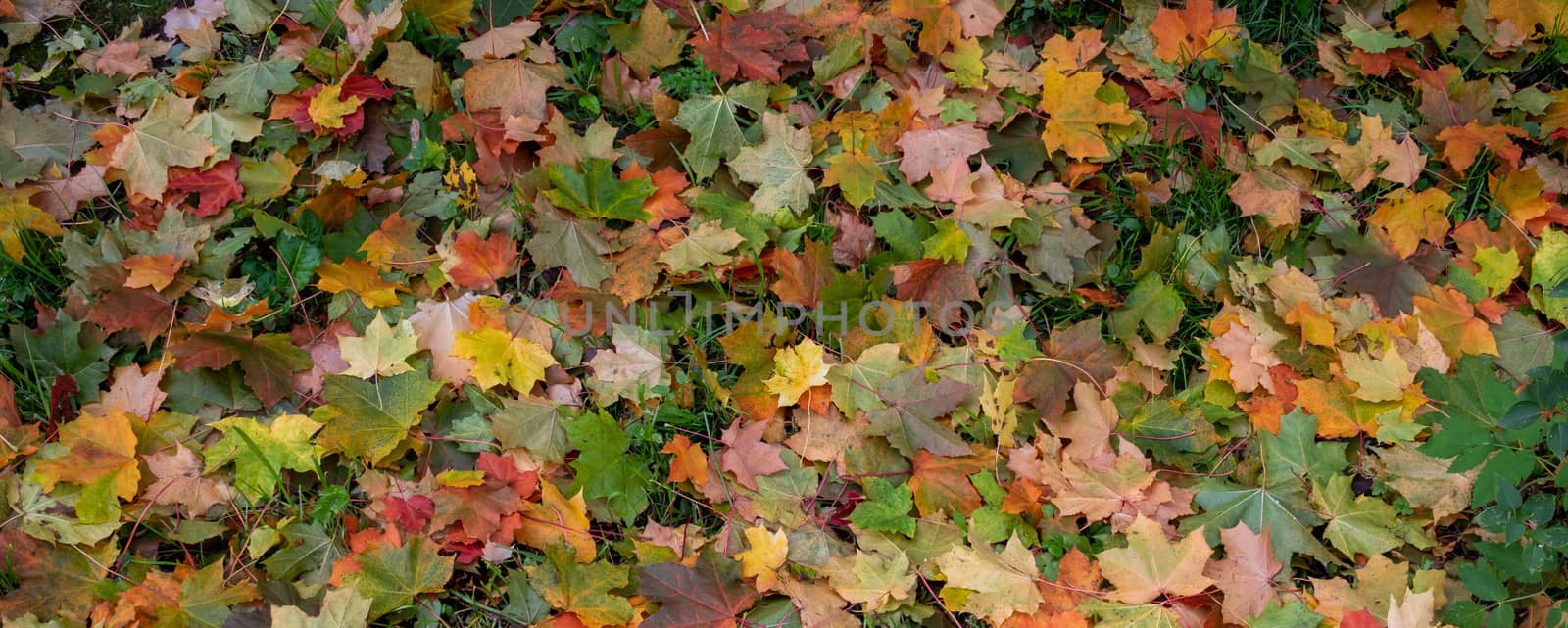 Panorama of autumn leaves. Yellow, orange and red September autumn maple leaves on the ground in a beautiful autumn Park.