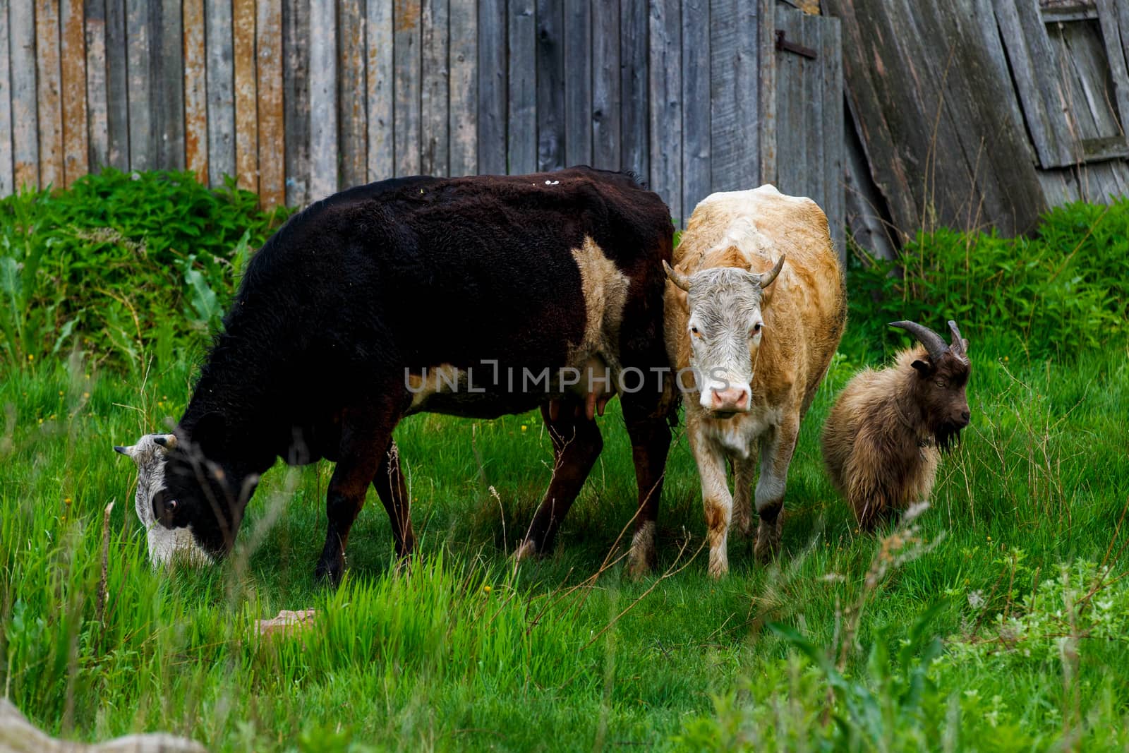 Cows graze near a wooden fence on green grass.