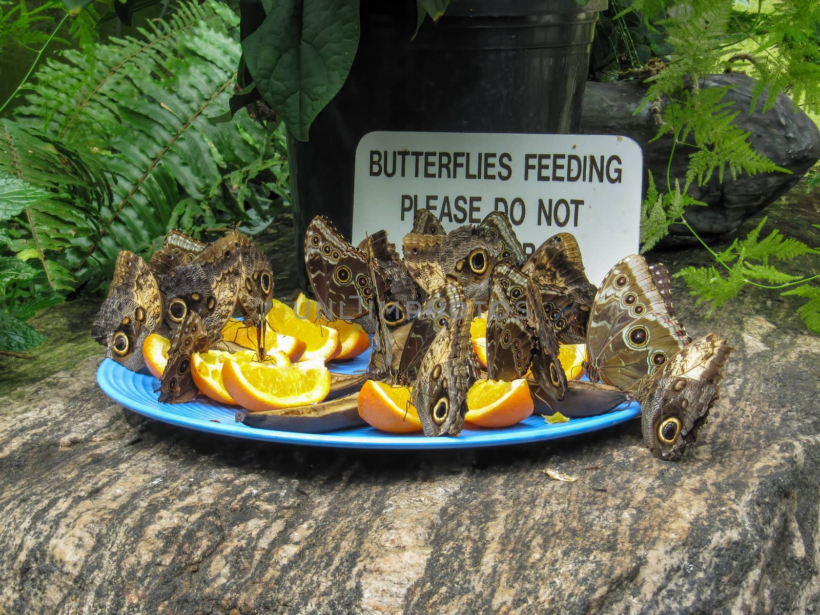 Giant owl butterflies, caligo memnon, feeding on cut fruit in a butterly conservatory