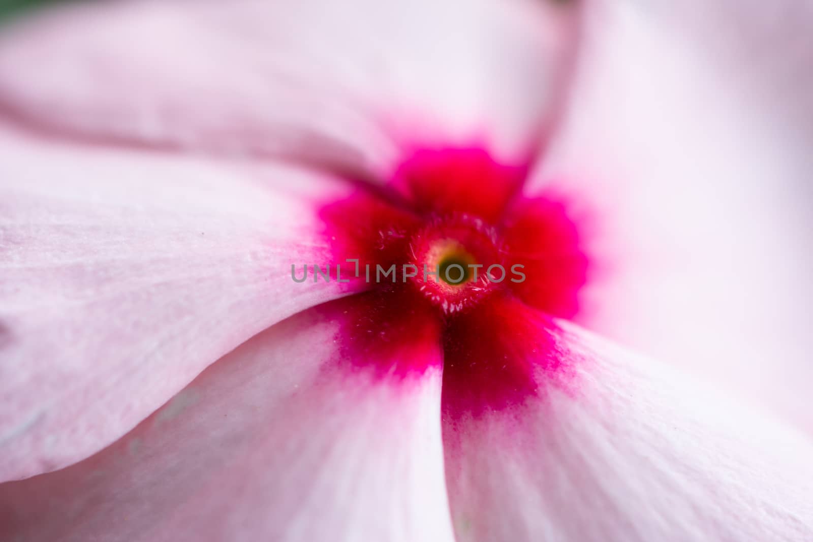 Close up view of a pink, red and purple flower by brambillasimone