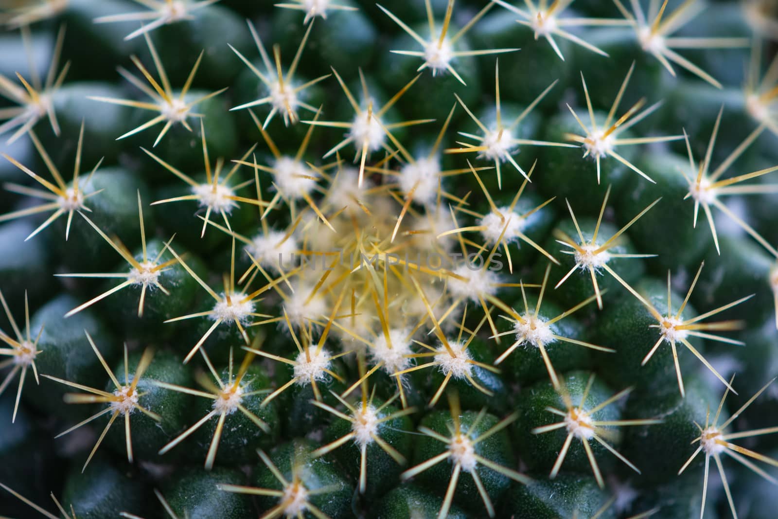 Close-up view of the glochids of a bright green cactus by brambillasimone