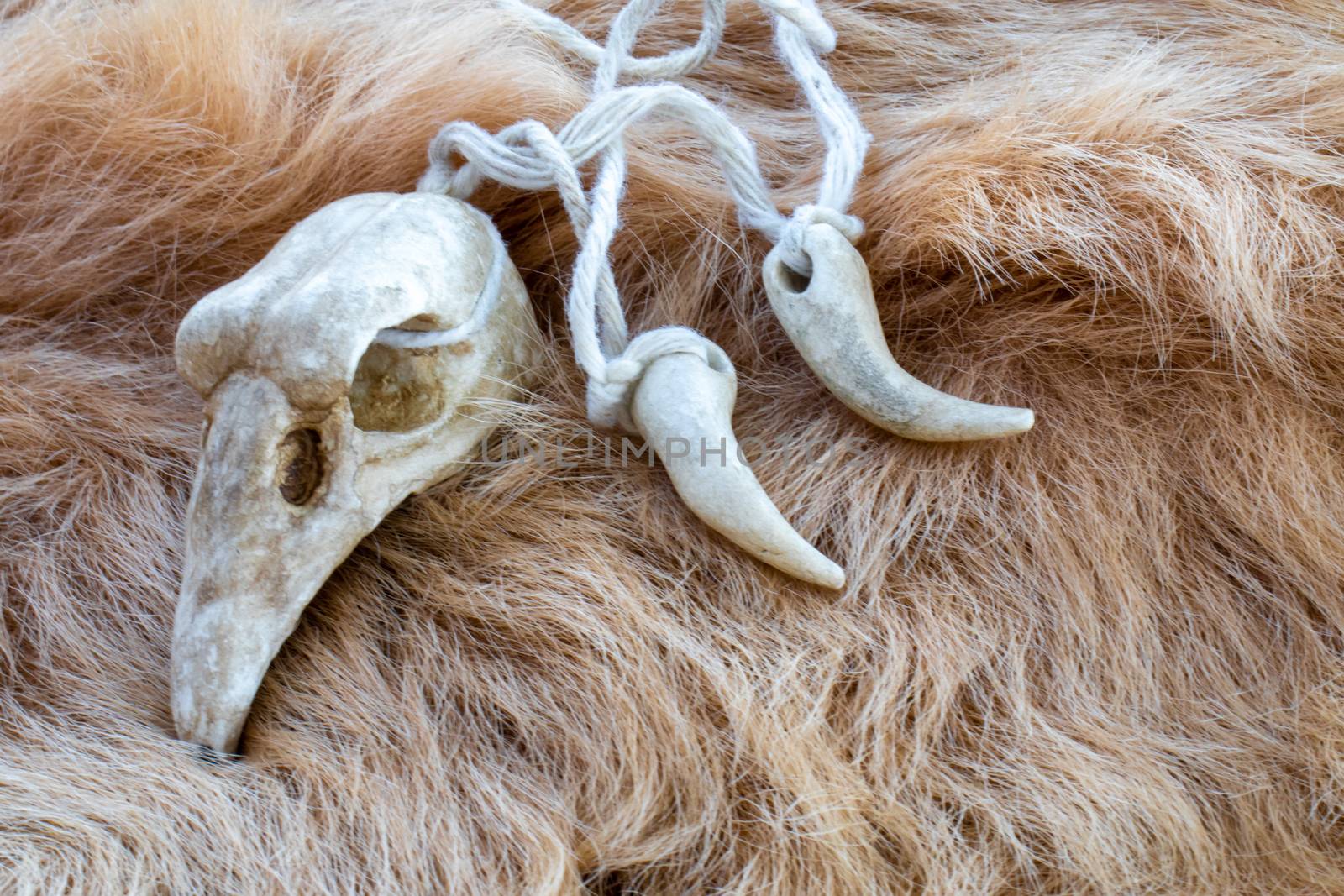 Bird skull on a fur. Necklace for rituals of a druid or magician.