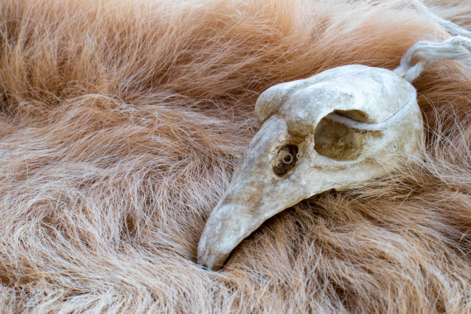 Bird skull on a animal fur. Necklace for rituals of a druid or magician. by Andreajk3