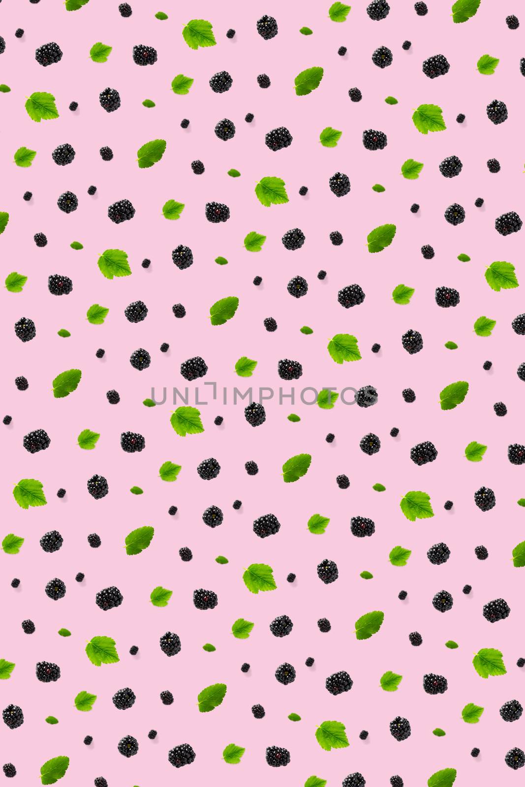 Background from isolated brambles. Group of tasty ripe blackberry isolated on pink background. modern crative backround of falling blackberry or bramble.