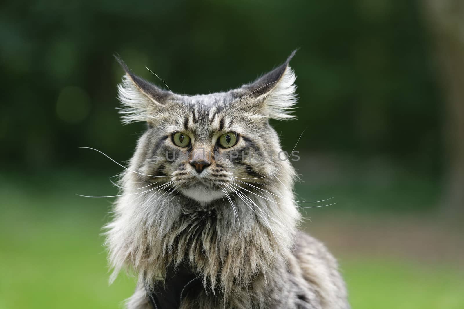 Beautiful Maine Coon cat.