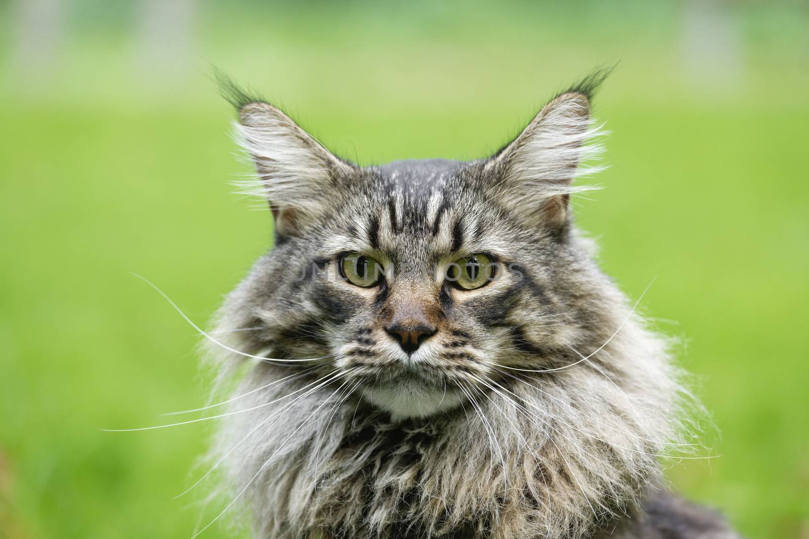 Beautiful Maine Coon cat.